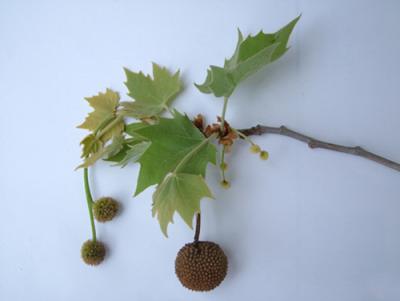 Platanus acerifolia (plátano)4